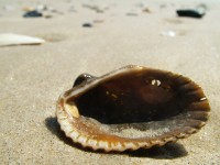 /album/nesian-photography/nesian-picture-12-copy-jpg/